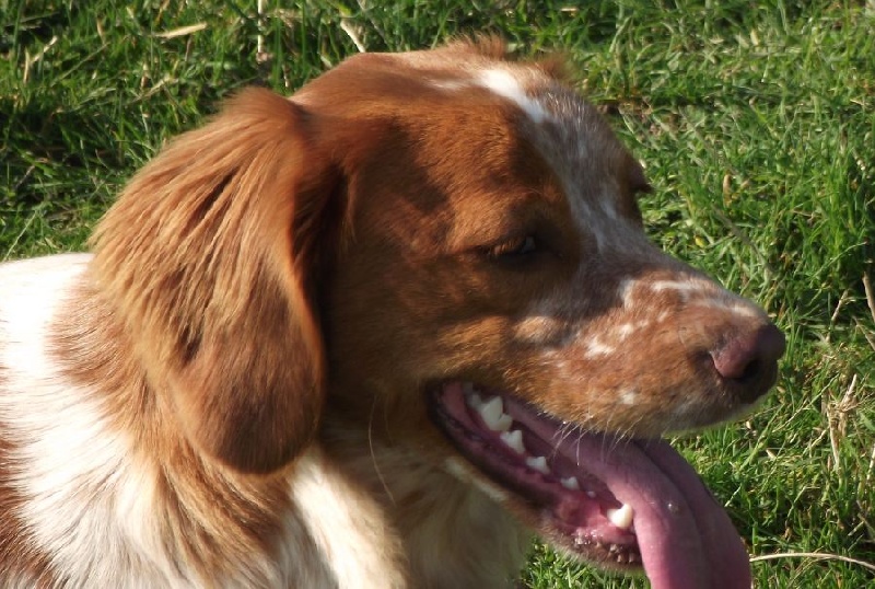 Publication : Des Terres D'alicia Auteur : morgane enault