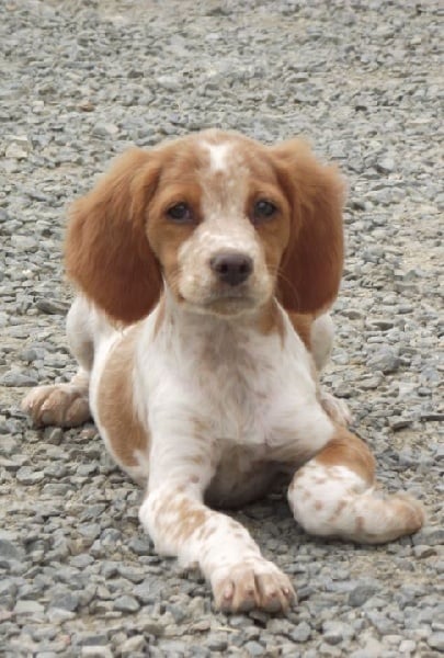 Publication : Des Terres D'alicia Auteur : morgane enault