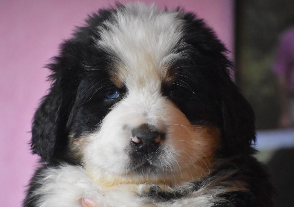 Blue Lagoon Cocktail