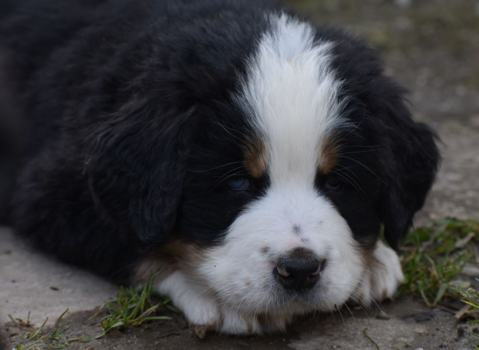 Blue Lagoon Cocktail
