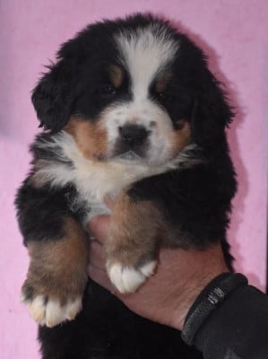 Les chiots de Bouvier Bernois