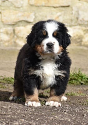 Les chiots de Bouvier Bernois