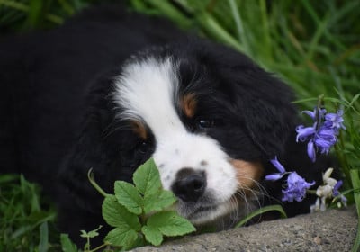 Les chiots de Bouvier Bernois