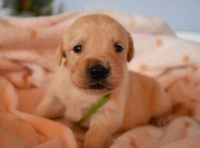 Les chiots de Golden Retriever