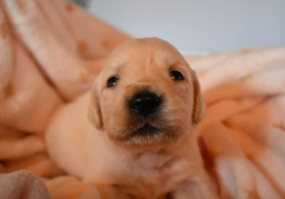 Les chiots de Golden Retriever