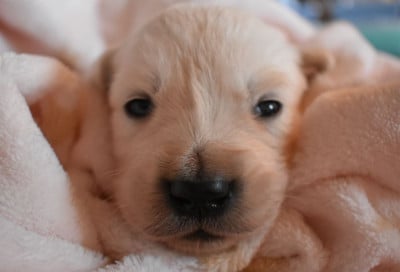 Les chiots de Golden Retriever