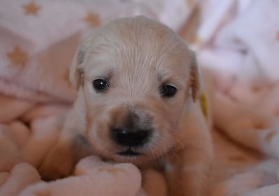 Les chiots de Golden Retriever