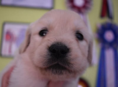 Les chiots de Golden Retriever