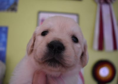 Les chiots de Golden Retriever