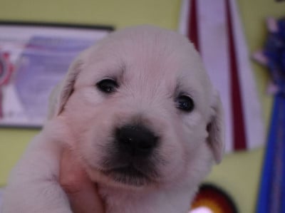 Les chiots de Golden Retriever