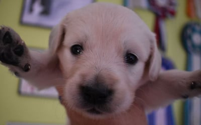 Les chiots de Golden Retriever