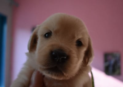 Les chiots de Golden Retriever