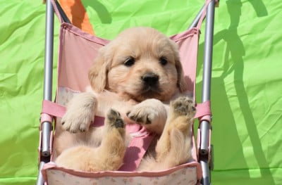 Les chiots de Golden Retriever