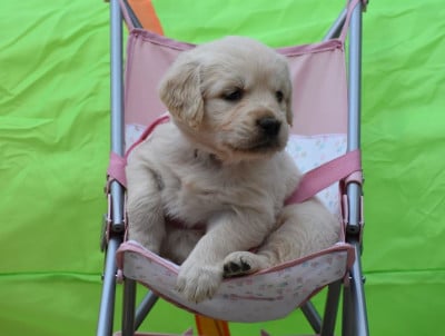 Les chiots de Golden Retriever