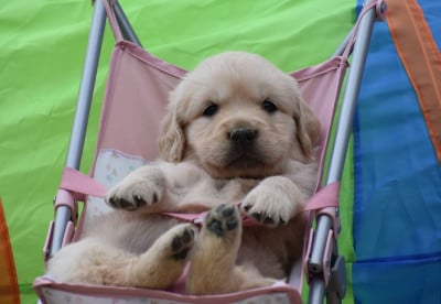 Les chiots de Golden Retriever
