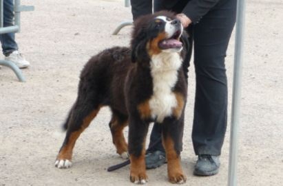 Framboise des Nuits Celtiques - Très Prometteur