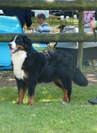 Framboise des Nuits Celtiques - 3ème Excellent Spéciale de Race