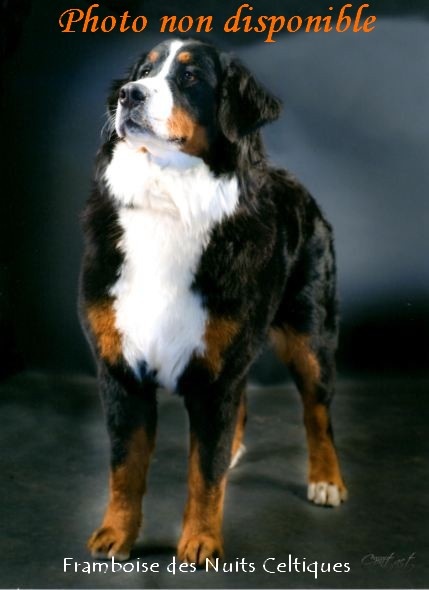 Framboise des Nuits Celtiques - 2ème Excellent