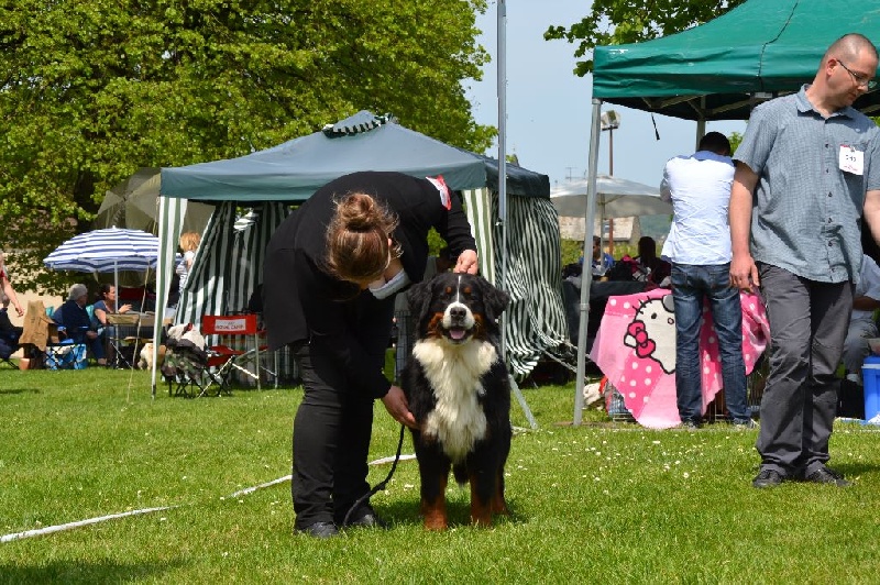 Guimauve Des Terres D'alicia - EXCELLENT