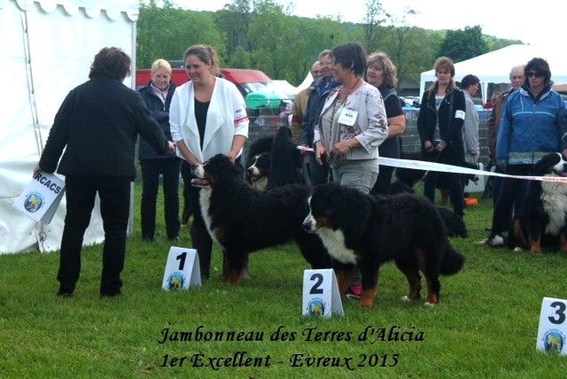 Jambonneau Des Terres D'alicia - 1ère Excellent + Meilleur Jeune + dans les 6 Meilleurs Jeune de l'exposition