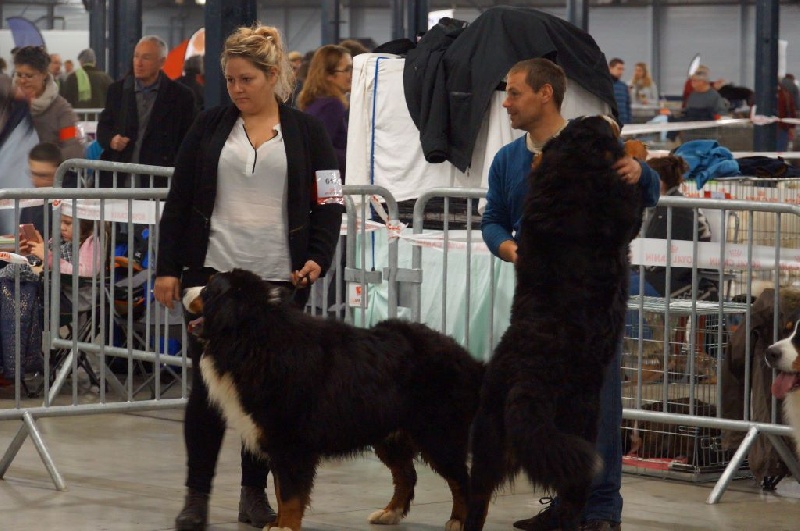 Jambonneau Des Terres D'alicia - TRES BON