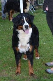 Framboise des Nuits Celtiques - 4ème Excellent