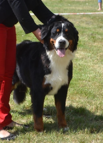 Guimauve Des Terres D'alicia - 1ère Très Bon