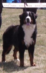 Framboise des Nuits Celtiques - 1ère Exc+Meilleur Jeune