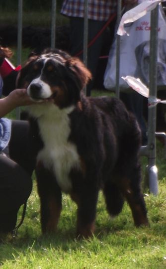Guimauve Des Terres D'alicia - 1ère Très Prometteur + Meilleur Puppy