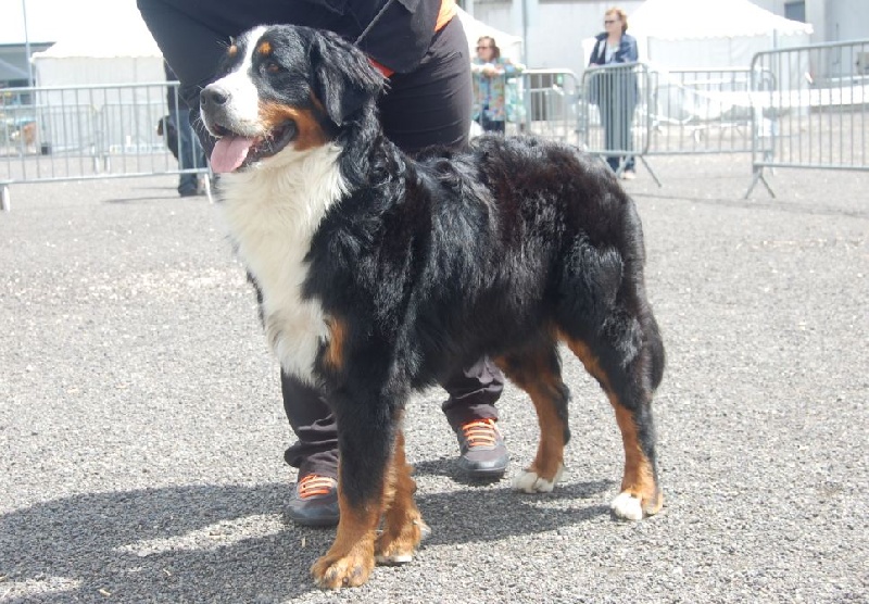 Framboise des Nuits Celtiques - 1ère Excellent