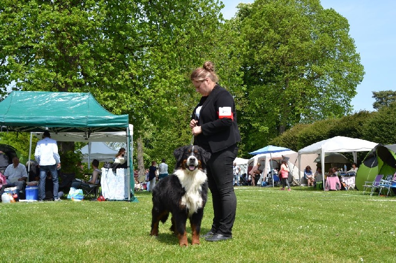 Guimauve Des Terres D'alicia - 2EME EXCELLENT + RCACS