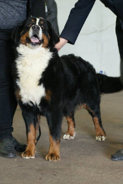 Framboise des Nuits Celtiques - TB