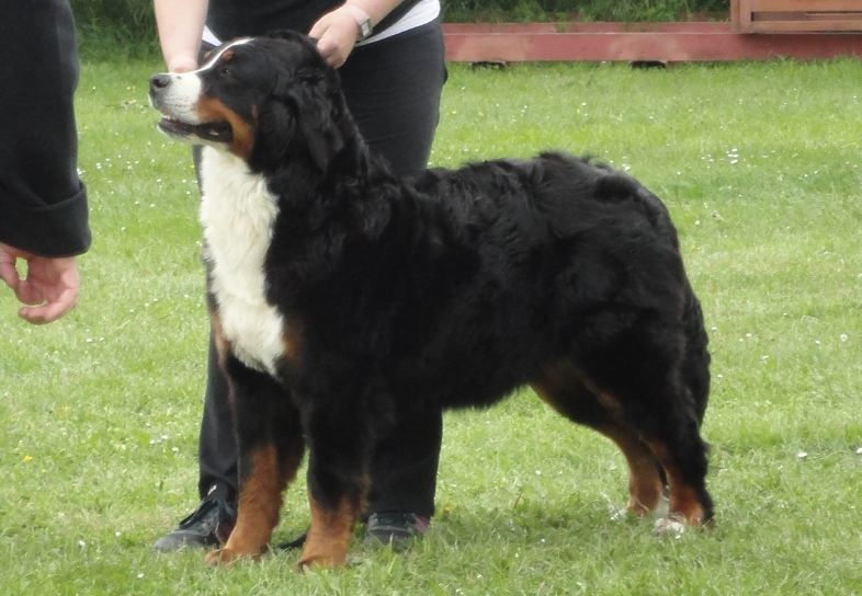 Framboise des Nuits Celtiques - 2ème Excellent Spéciale de Race