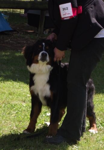 Guimauve Des Terres D'alicia - 1ère Très Prometteur Spéciale de Race