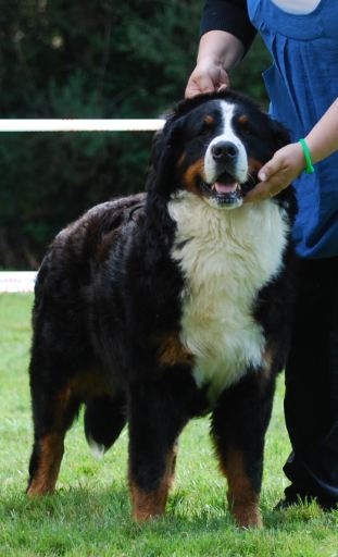 Framboise des Nuits Celtiques - 1ère Excellent + CACS + Meilleur de Race