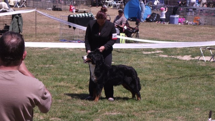 Framboise des Nuits Celtiques - 1ère Exc+Meilleur Jeune+Meilleur de Race+parmi les 3 meilleurs Jeune du groupe 2