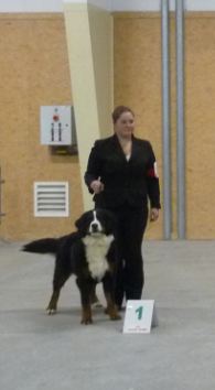 Framboise des Nuits Celtiques - 1ère Exc+Meilleur Jeune