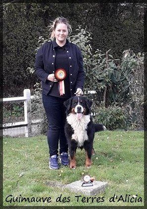 Guimauve Des Terres D'alicia - GOOD