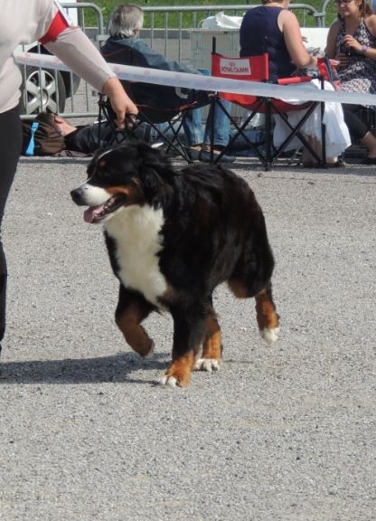 Guimauve Des Terres D'alicia - 3ème EXCELLENT