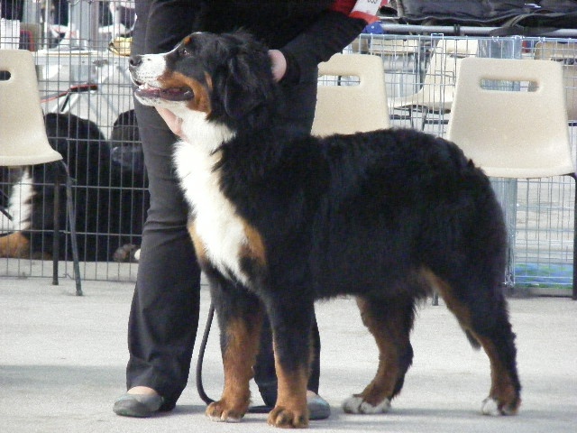 Framboise des Nuits Celtiques - 2ème Excellent