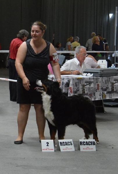Guimauve Des Terres D'alicia - 2ème Excellent + RCACIB + RCACS