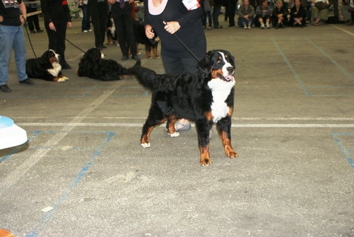 Framboise des Nuits Celtiques - Excellent non classé
