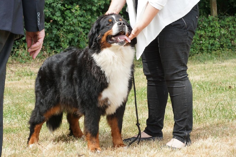 Guimauve Des Terres D'alicia - 3ème EXCELLENT