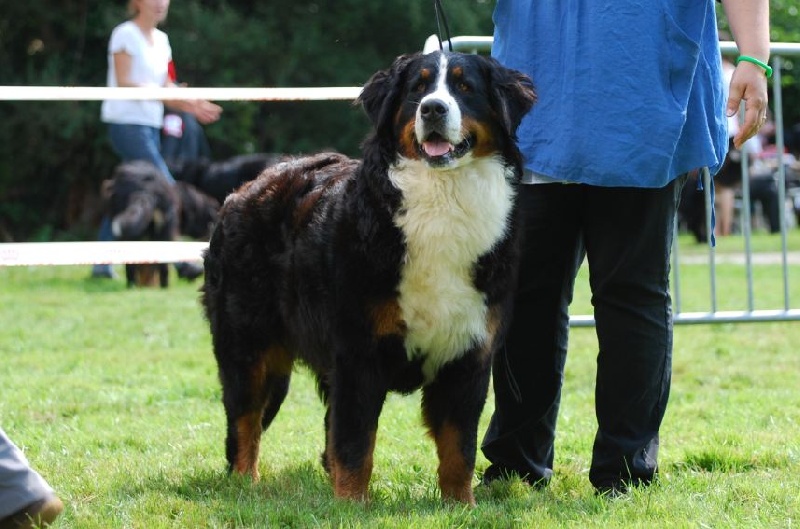 Framboise des Nuits Celtiques - Excellent Non Classé (5ème)