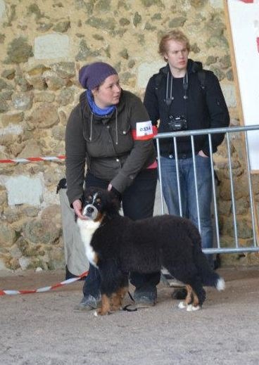 Guimauve Des Terres D'alicia - Très Prometteur