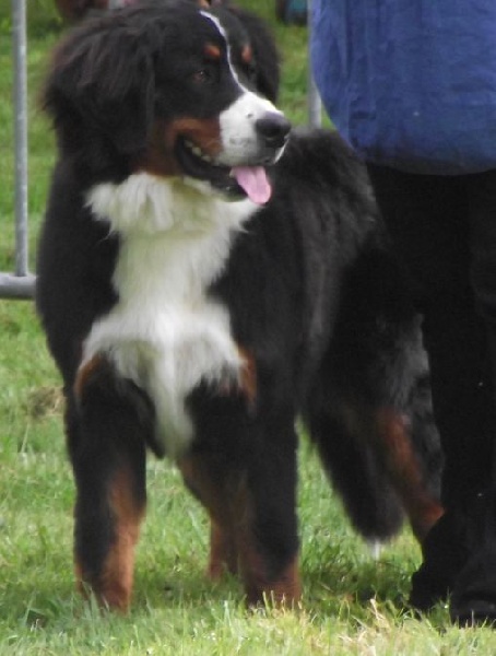 Guimauve Des Terres D'alicia - 4ème Prometteur