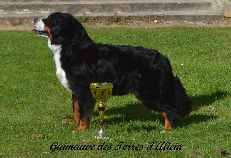 Guimauve Des Terres D'alicia - 1ère EXCELLENT + CACS + BOB (MEILLEUR DE RACE)