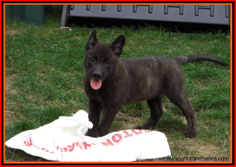 Publication : De La Horde D'hades Auteur : La Horde d'Hades