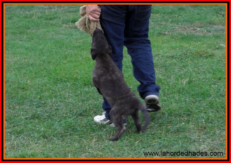 Publication : De La Horde D'hades Auteur : La Horde d'Hades