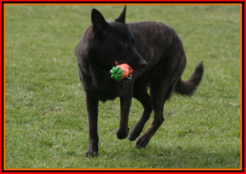 Publication : De La Horde D'hades Auteur : La Horde d'Hades